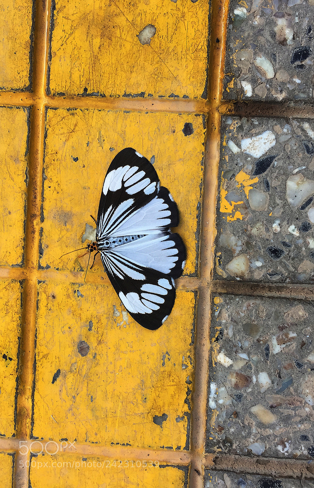 Apple iPhone 6 sample photo. Smoky moth photography