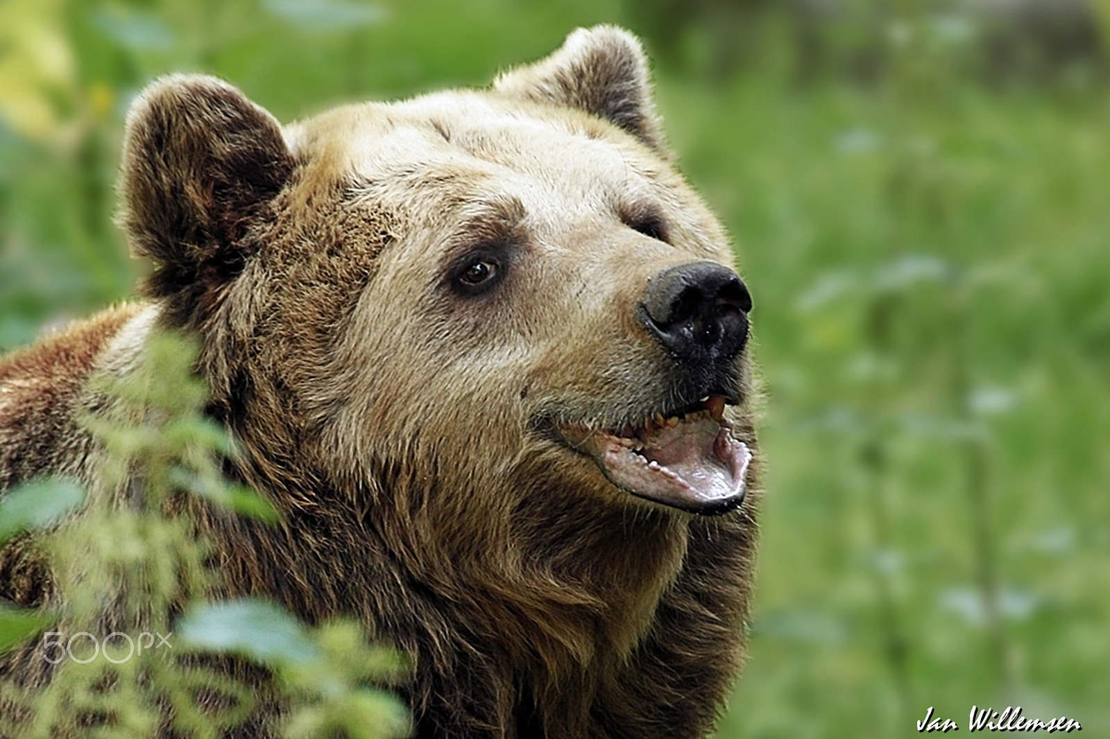 Canon EF 100-400mm F4.5-5.6L IS USM sample photo. Brown bear photography