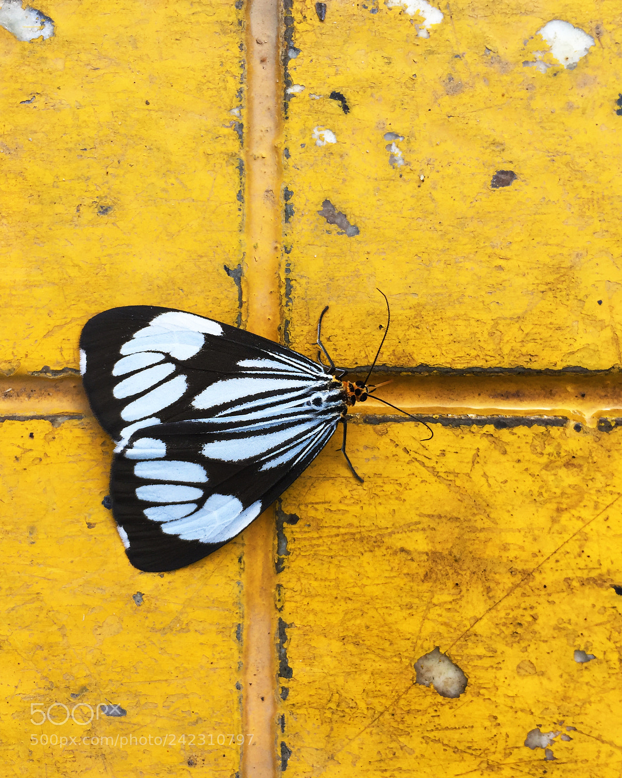 Apple iPhone 6 sample photo. Smoky moth photography