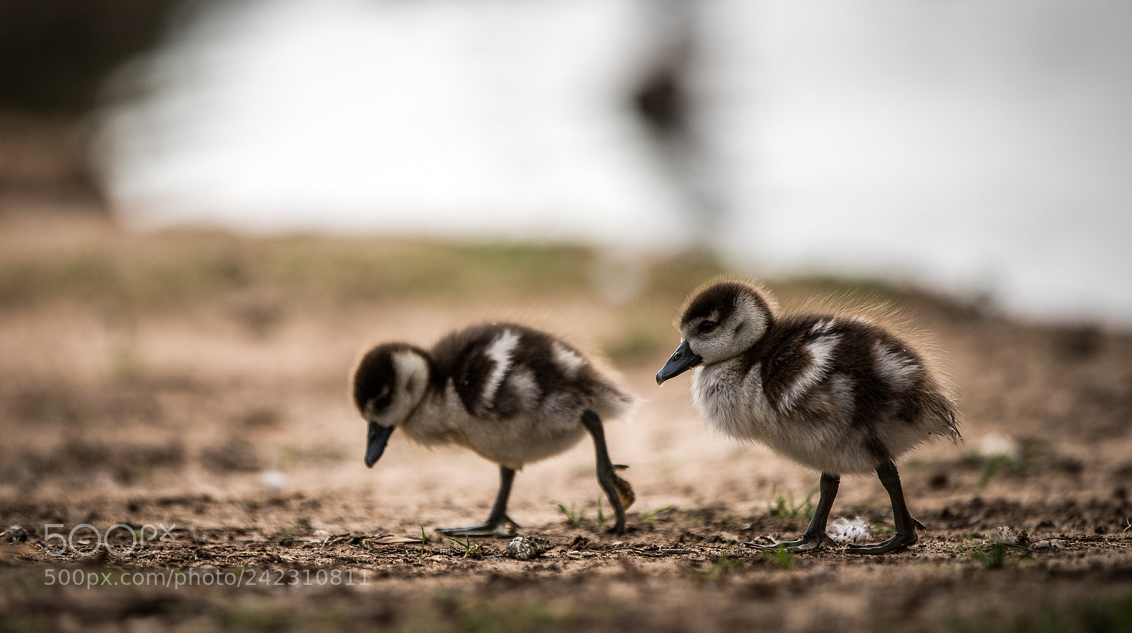 Canon EOS 6D Mark II sample photo. Cuteness photography
