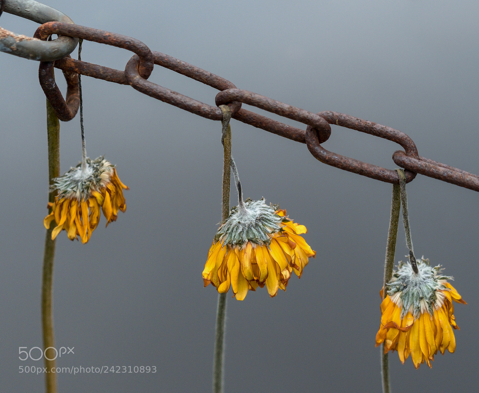 Fujifilm X-T20 sample photo. Dried flowers on a photography