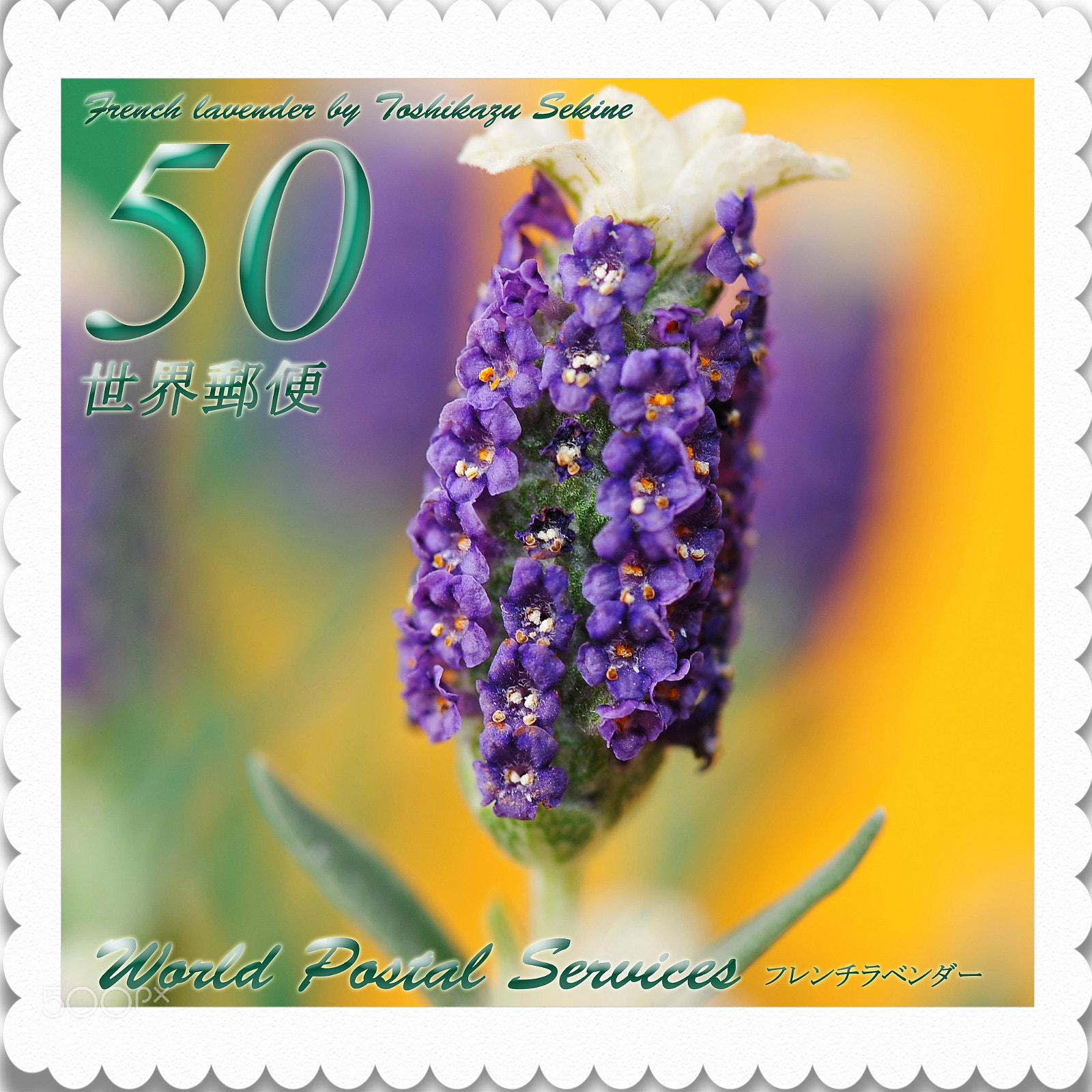 Nikon D700 sample photo. French lavender photography