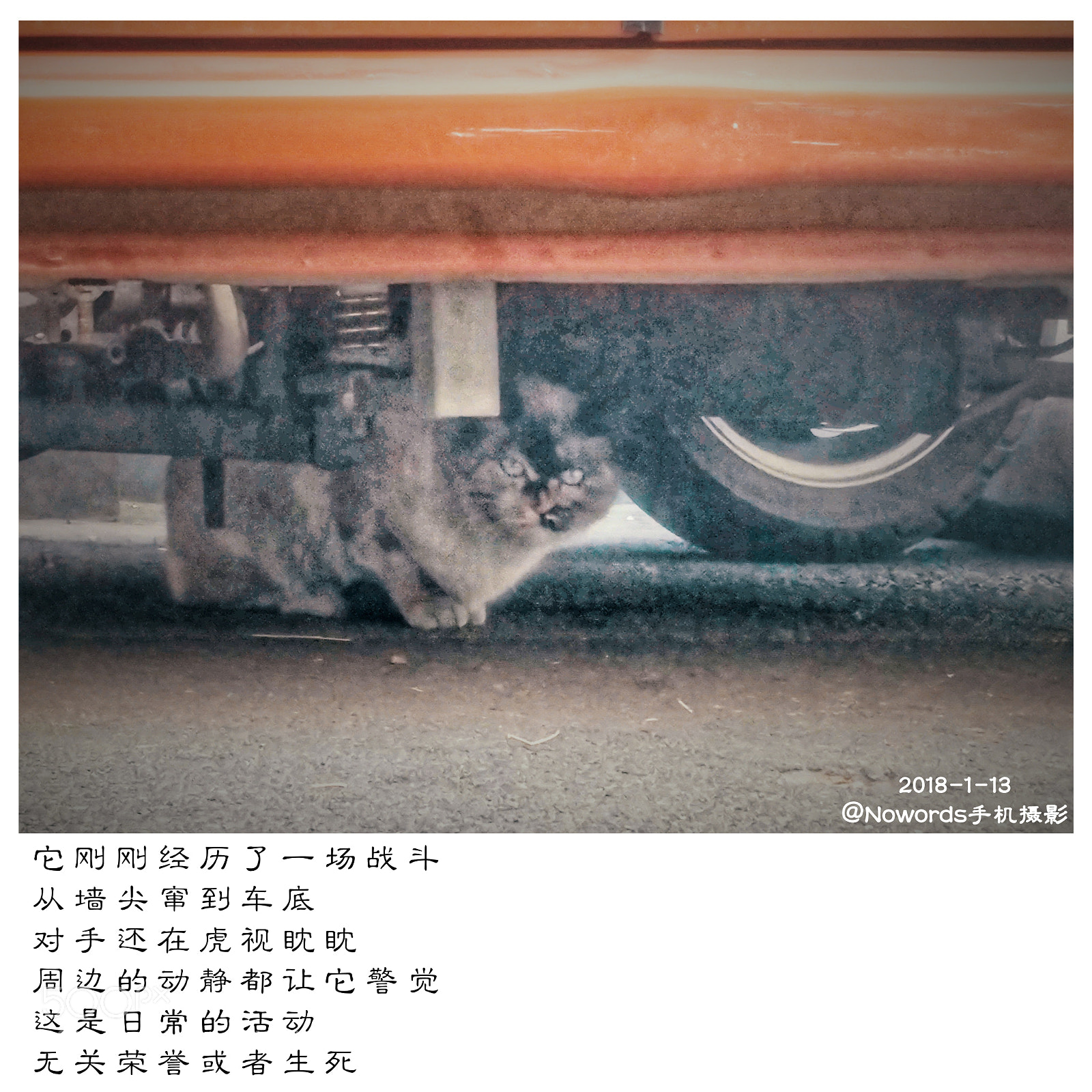 LG V20 sample photo. 躲藏的猫 photography