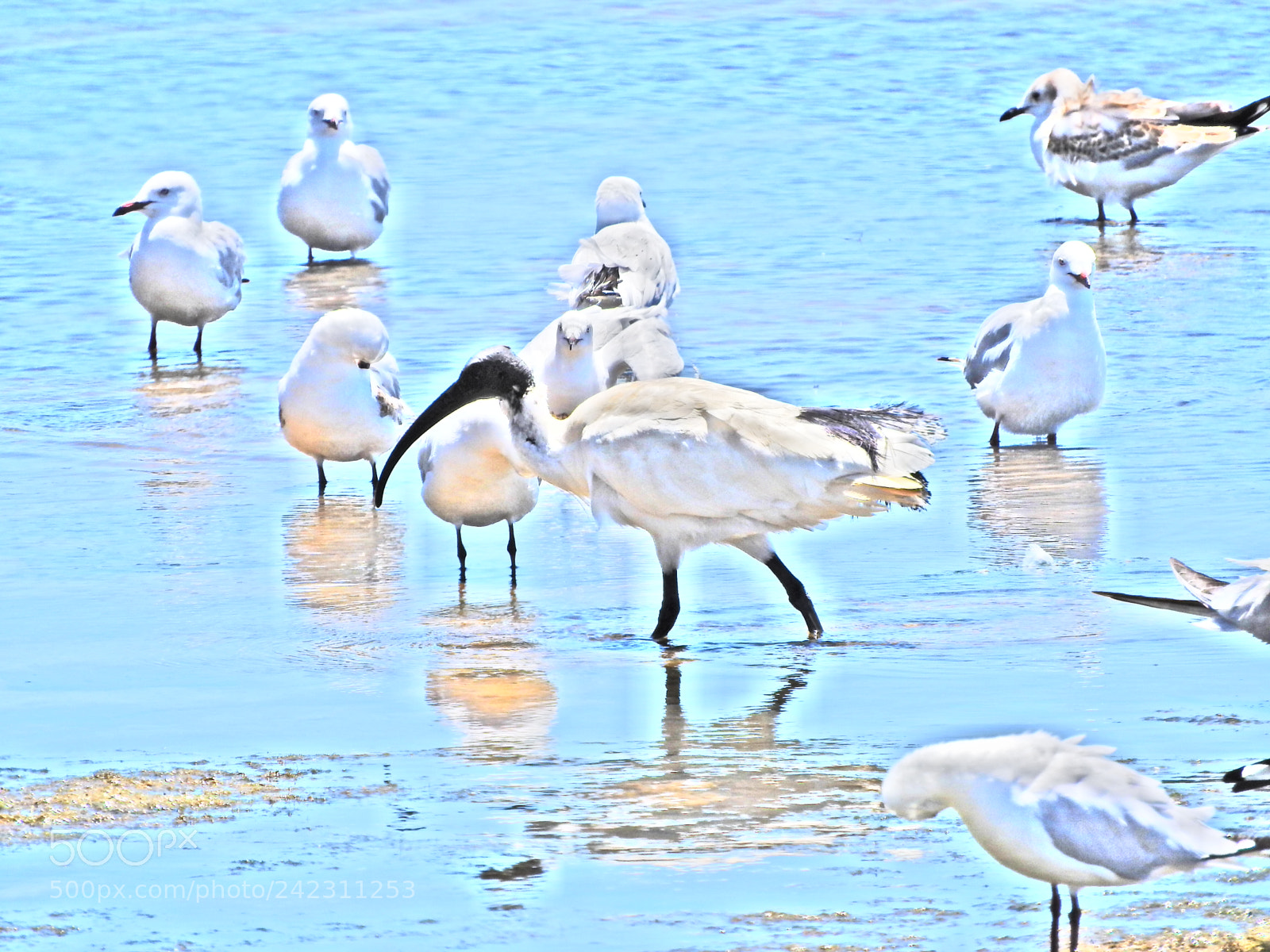 Nikon Coolpix P610 sample photo. Birds feeding photography