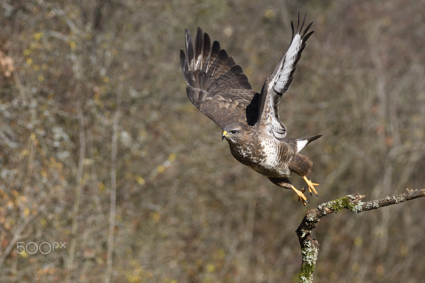 Nikon AF-S Nikkor 200-400mm F4G ED-IF VR sample photo. Buse variable photography