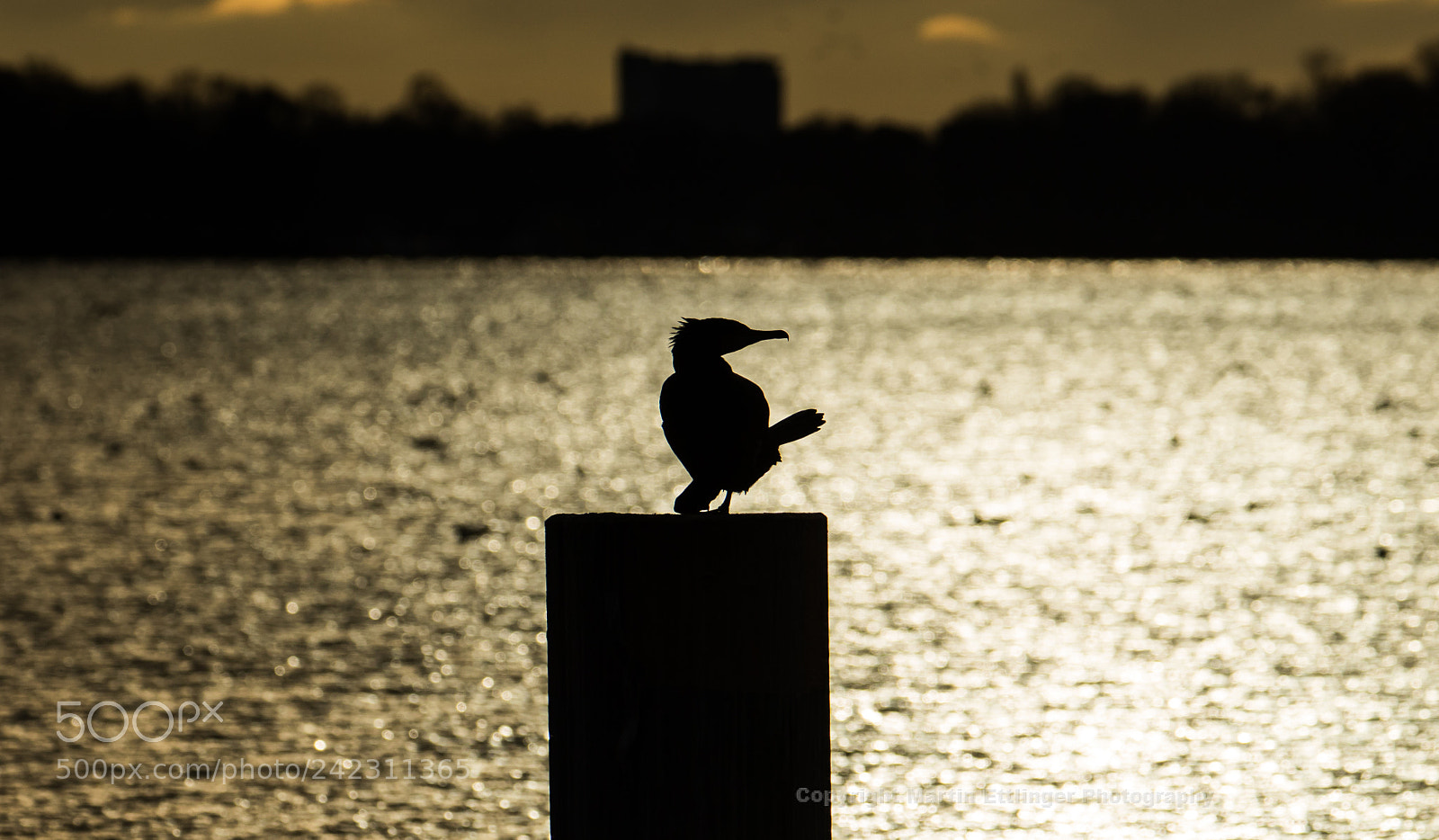 Canon EOS 7D Mark II sample photo. Cormorant phalacrocorax carbo at photography