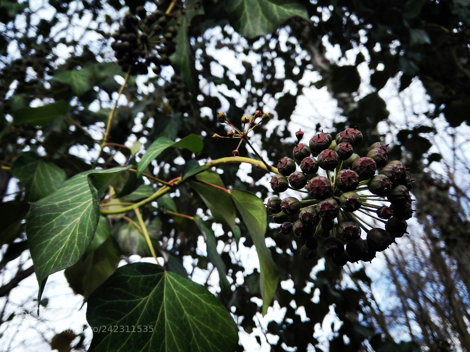 HUAWEI P8 Lite sample photo. Sometimes be different photography