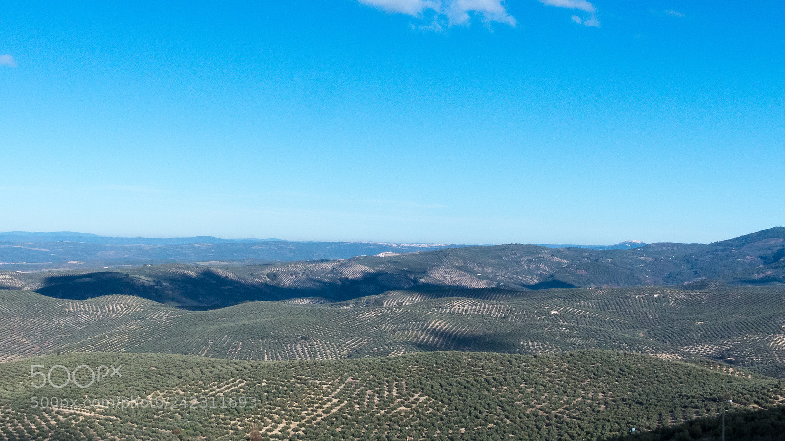 Panasonic Lumix DMC-FZ200 sample photo. Sea of olive trees photography