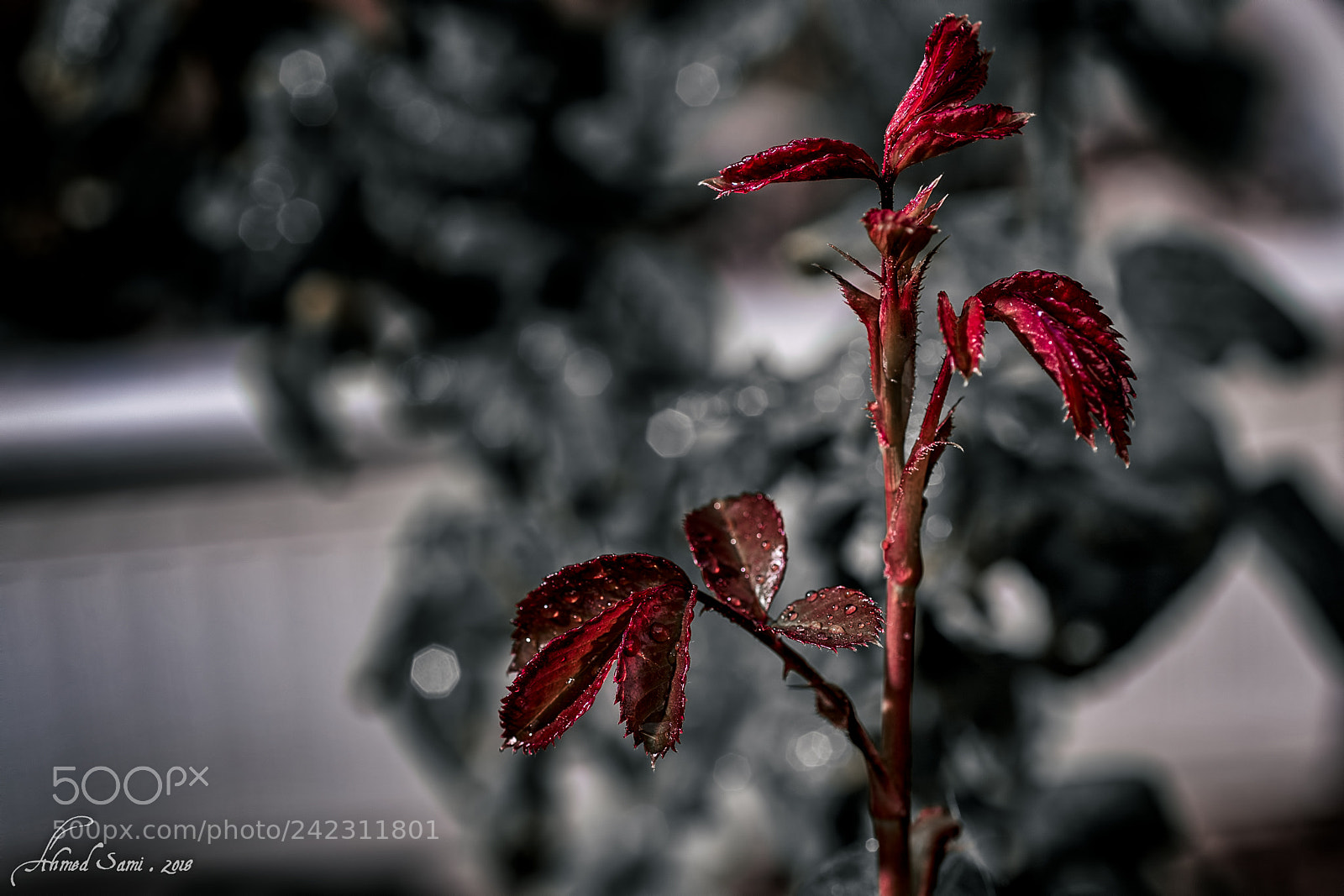 Nikon D7100 sample photo. Red leaves photography