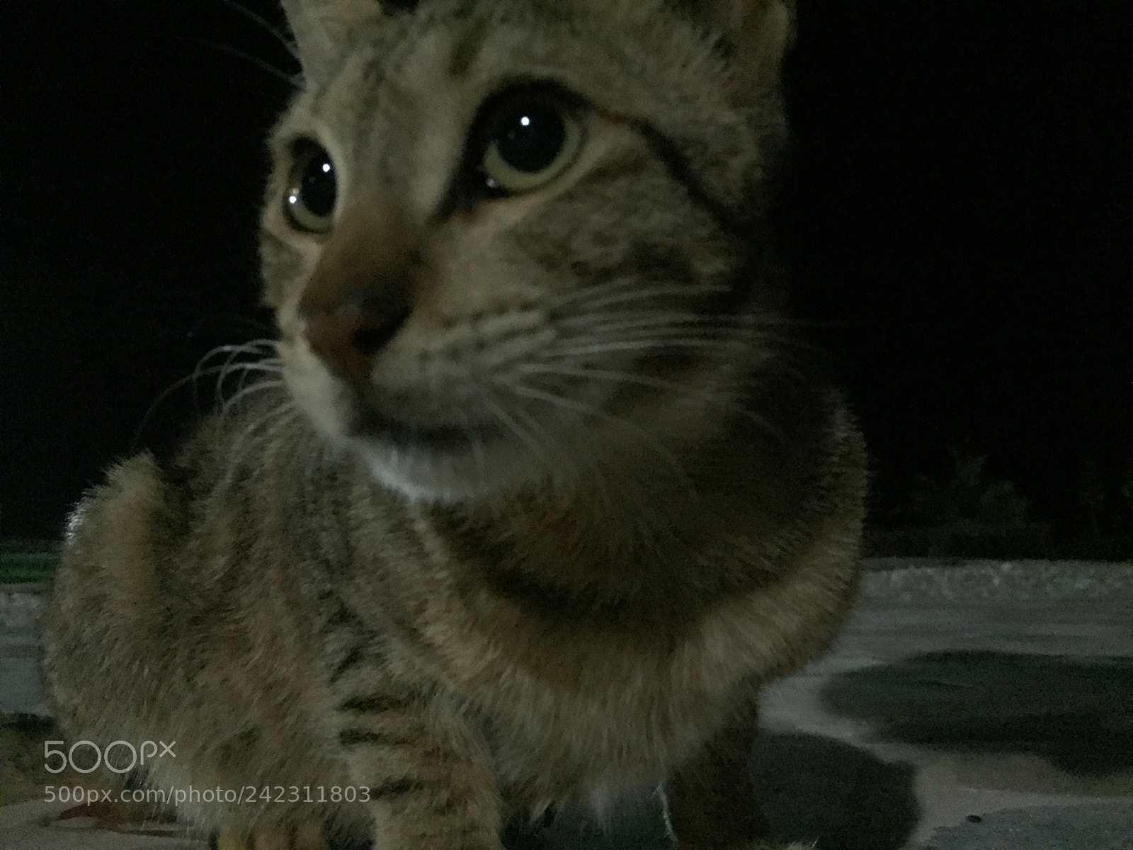 Apple iPhone 6 sample photo. Untitled photography
