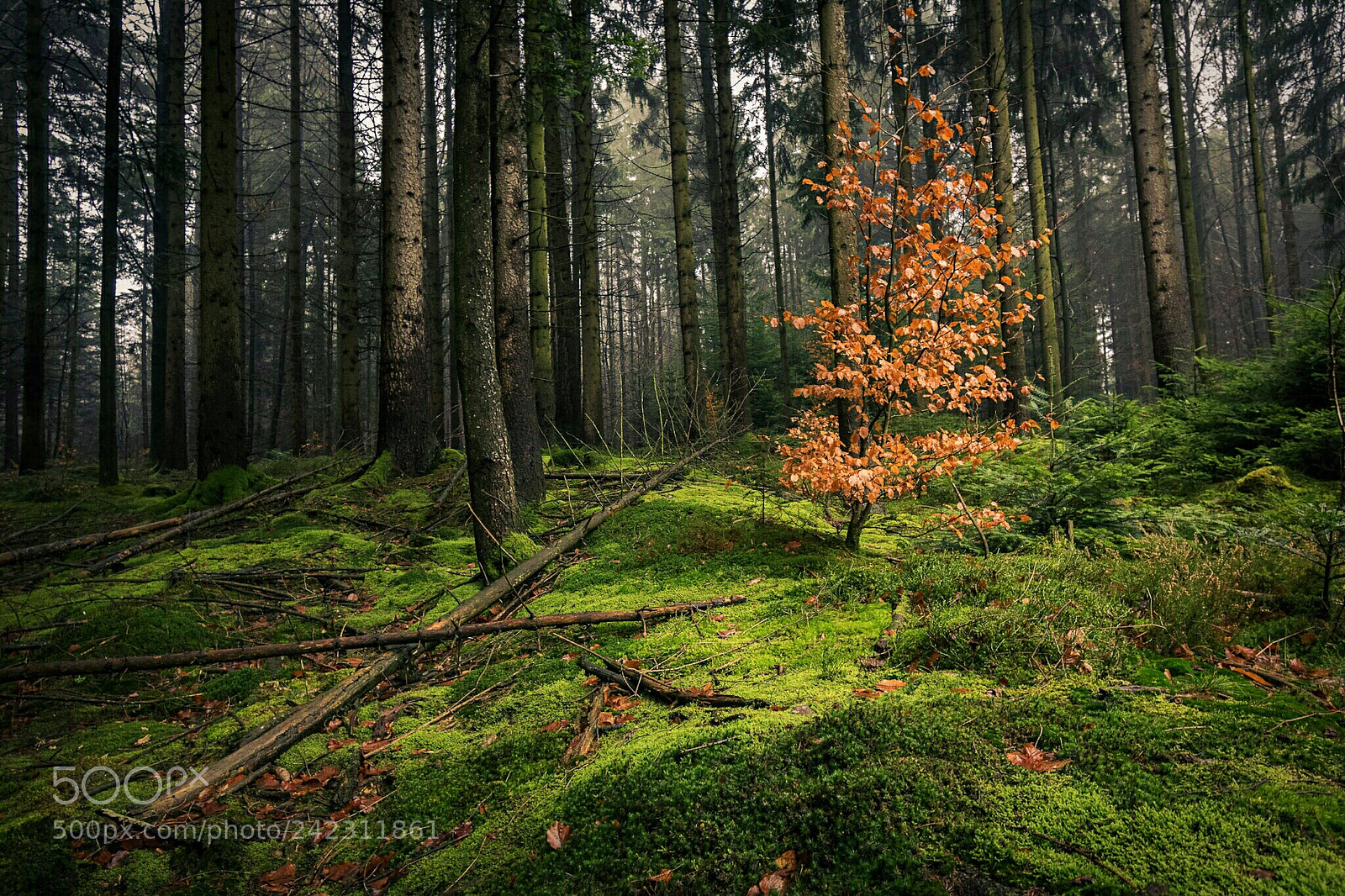 Nikon D5600 sample photo. Forest photography