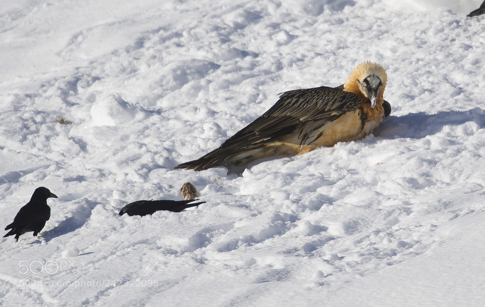 Nikon D3S sample photo. Bearded vulture - adult photography