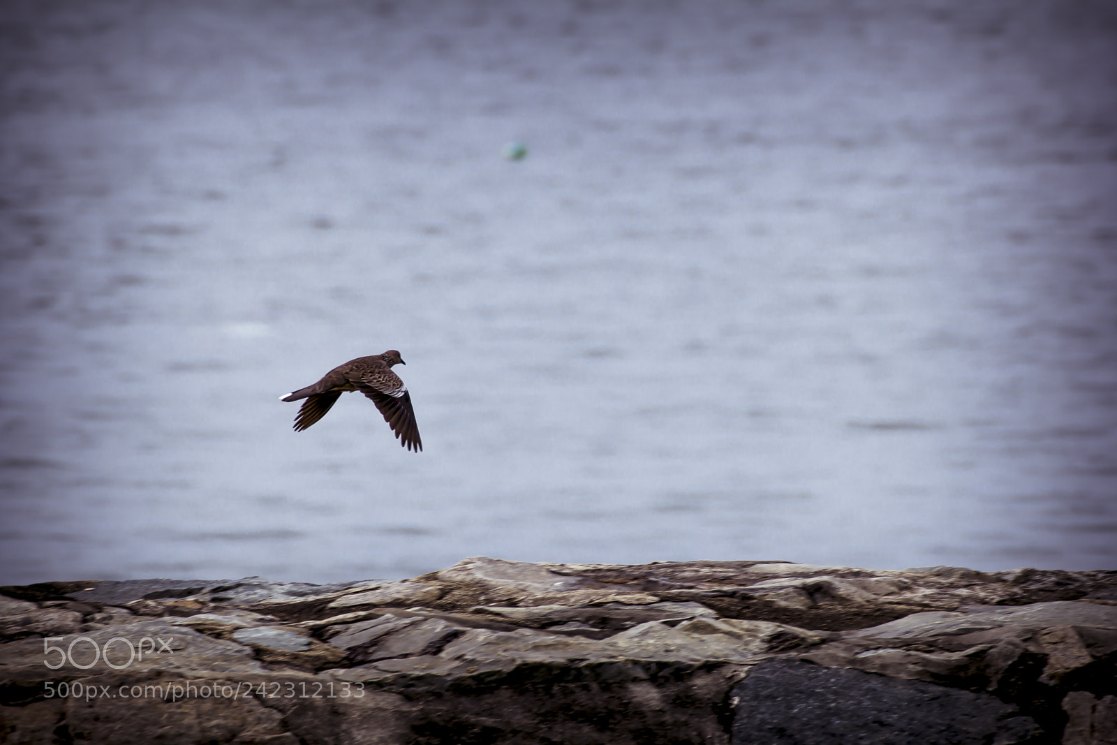 Canon EOS 60D sample photo. Fly by photography