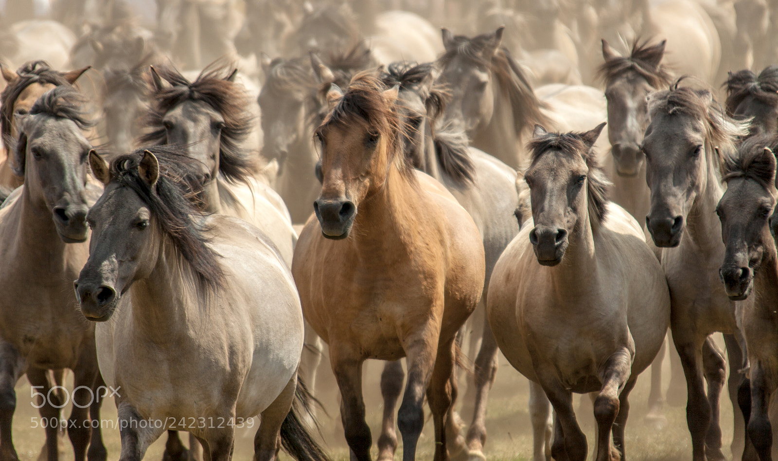Canon EOS 50D sample photo. Wildhorses photography