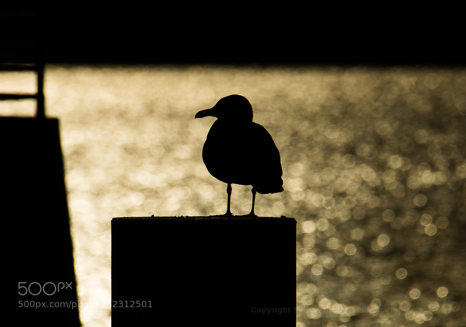 Canon EOS 7D Mark II sample photo. Gull at the backlight 07012018 photography