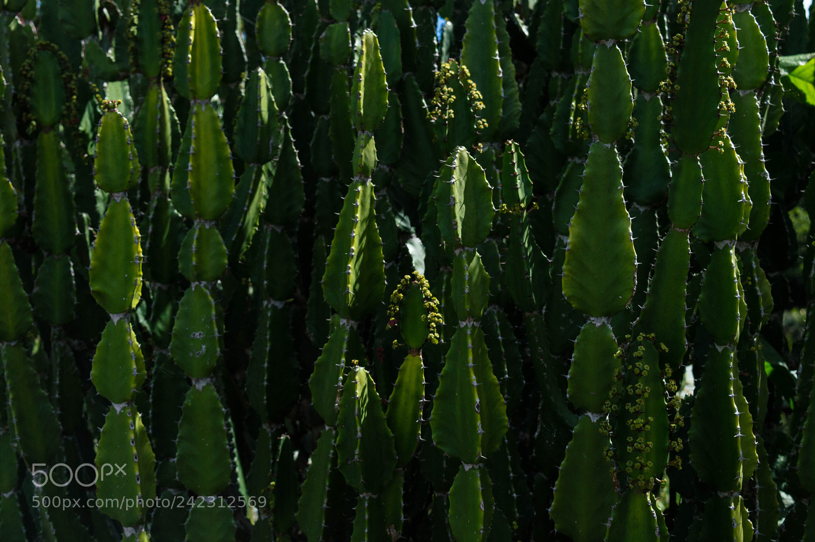 Nikon D3200 sample photo. Green photography