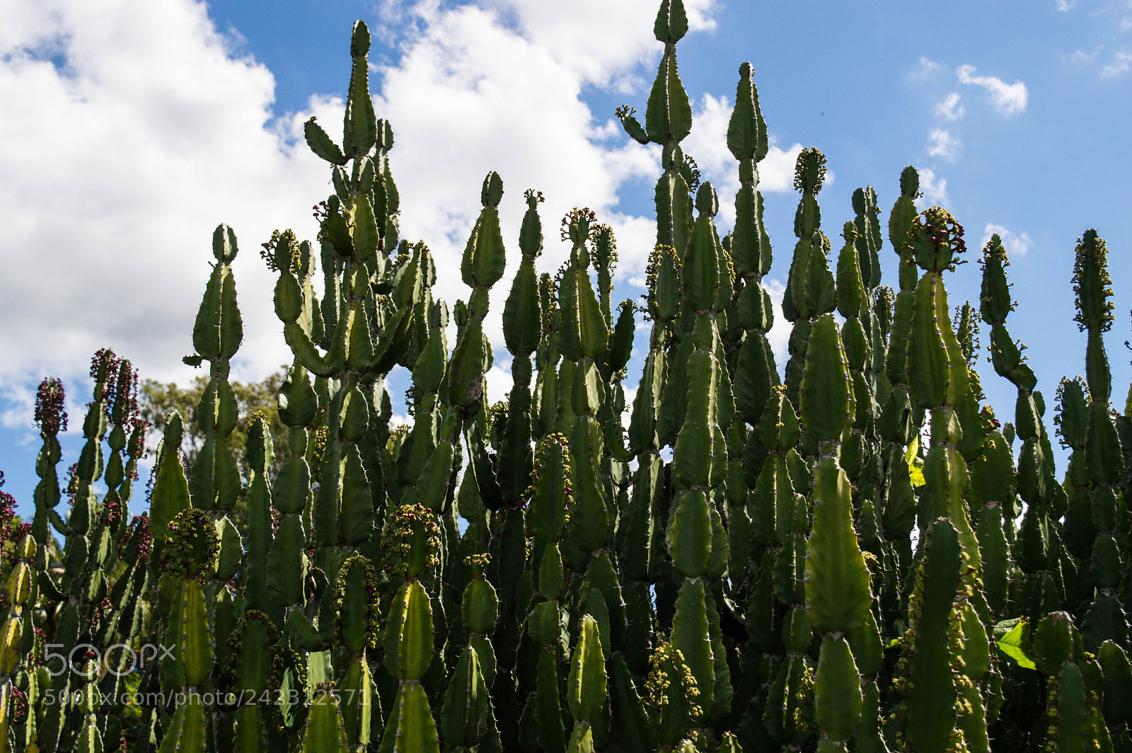 Nikon D3200 sample photo. Green cloud photography