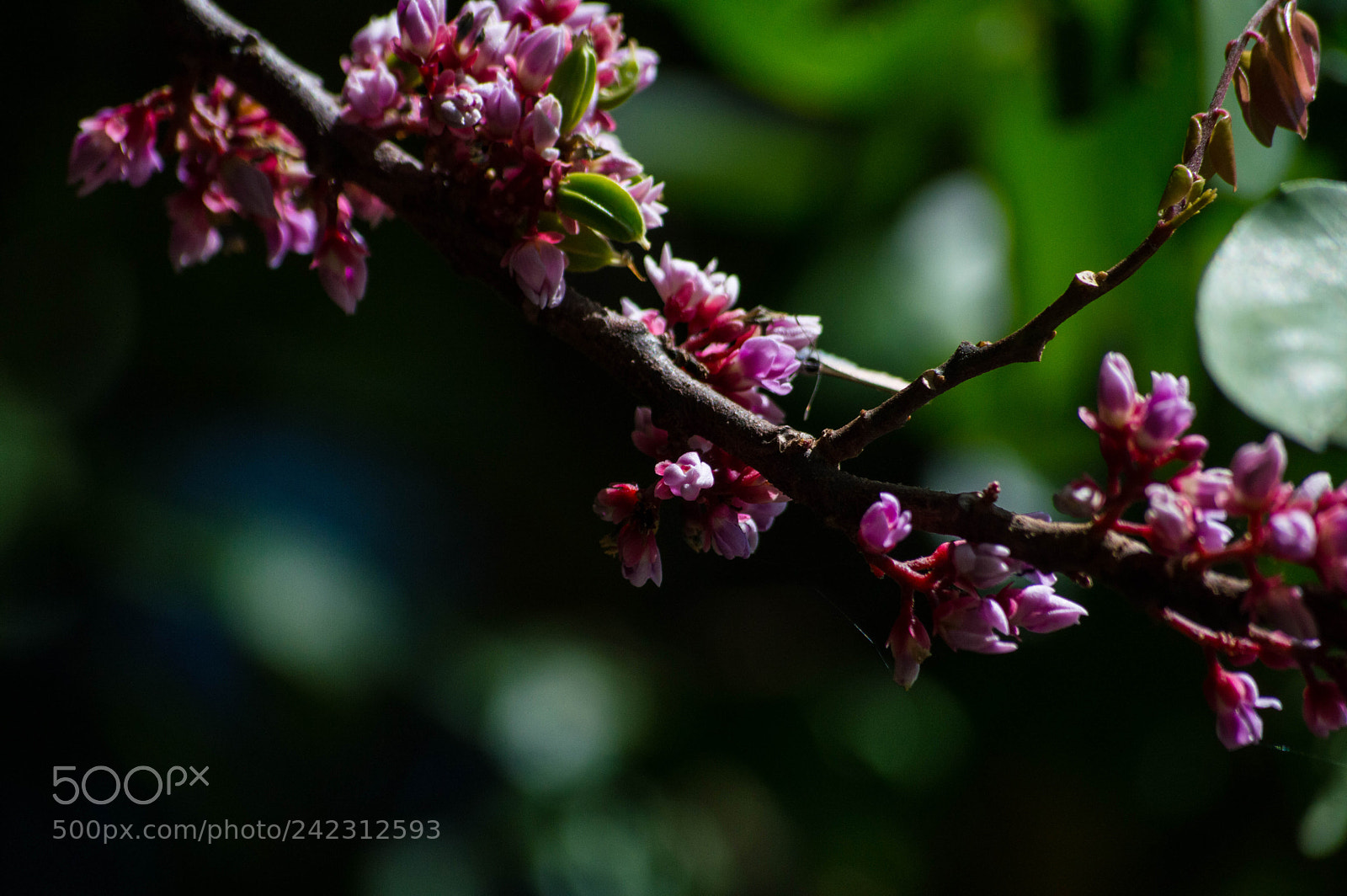 Nikon D3200 sample photo. Blooming photography