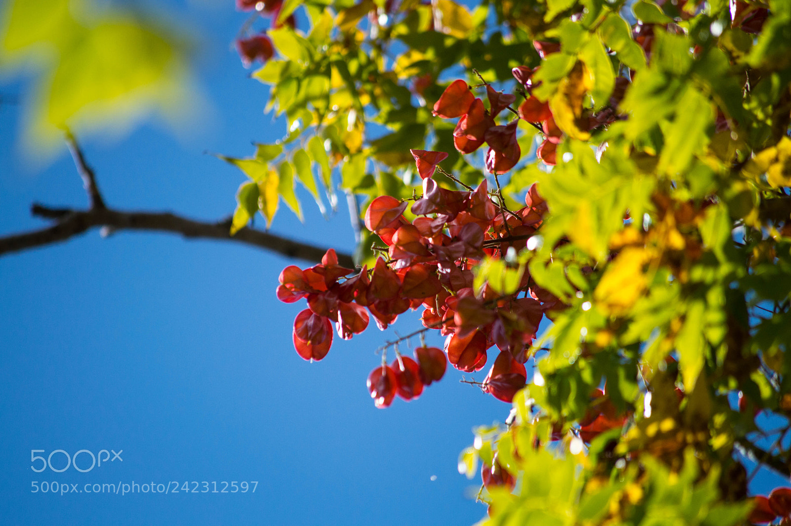 Nikon D3200 sample photo. Bloomed photography