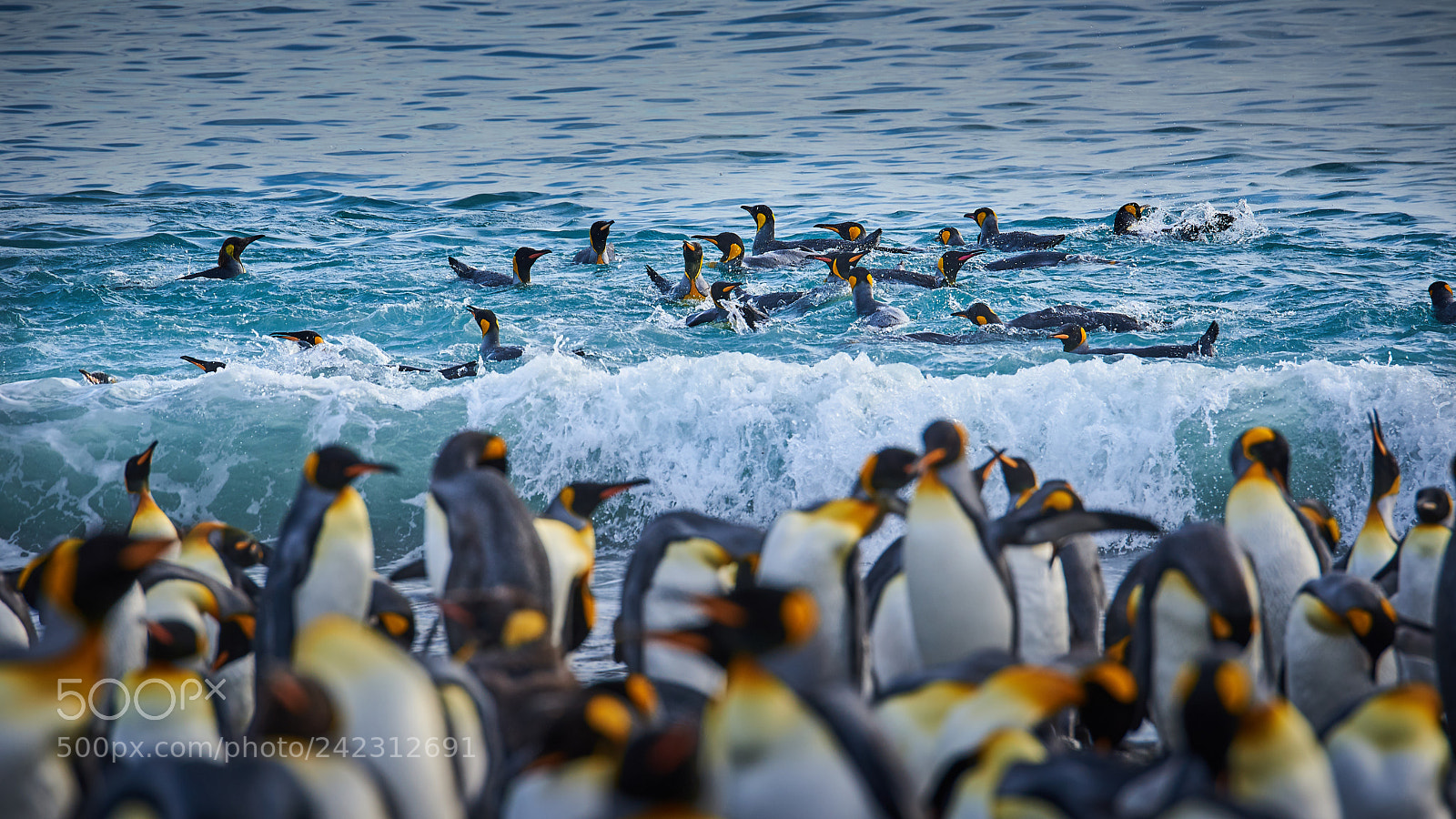 Nikon D750 sample photo. Float of king penguins photography