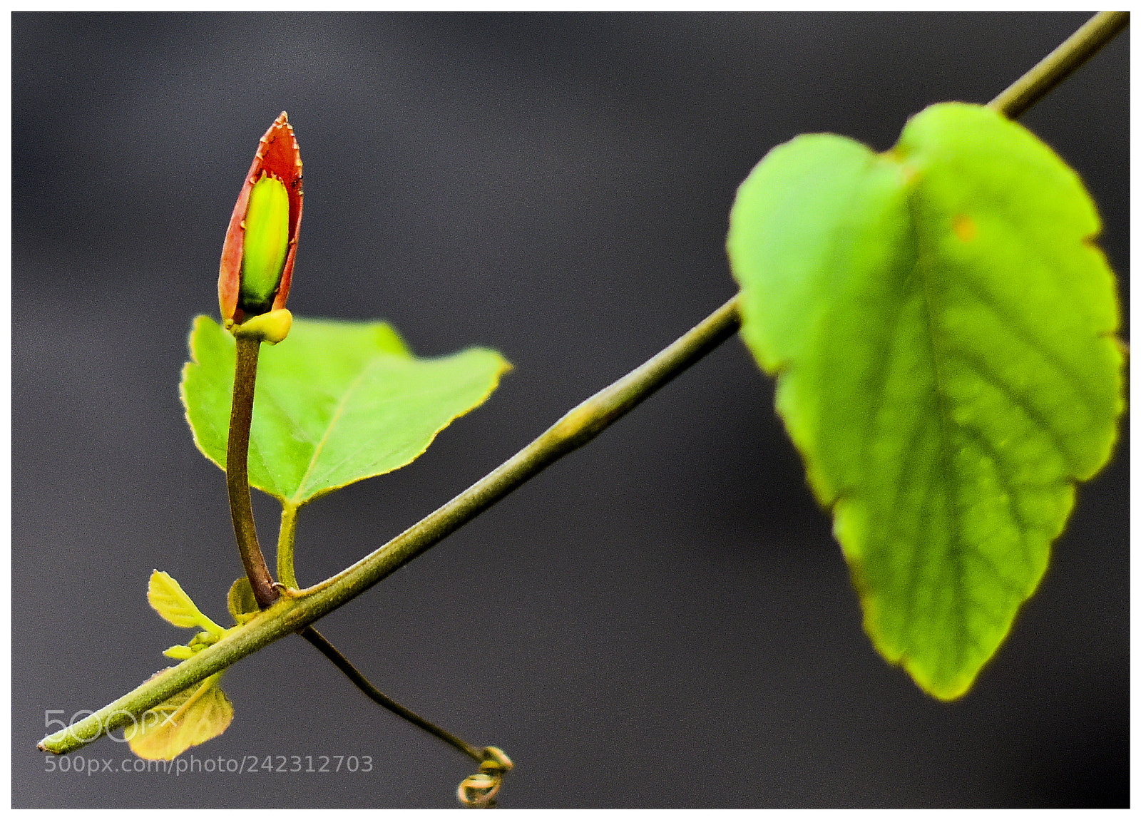 Nikon D810 sample photo. Bud photography