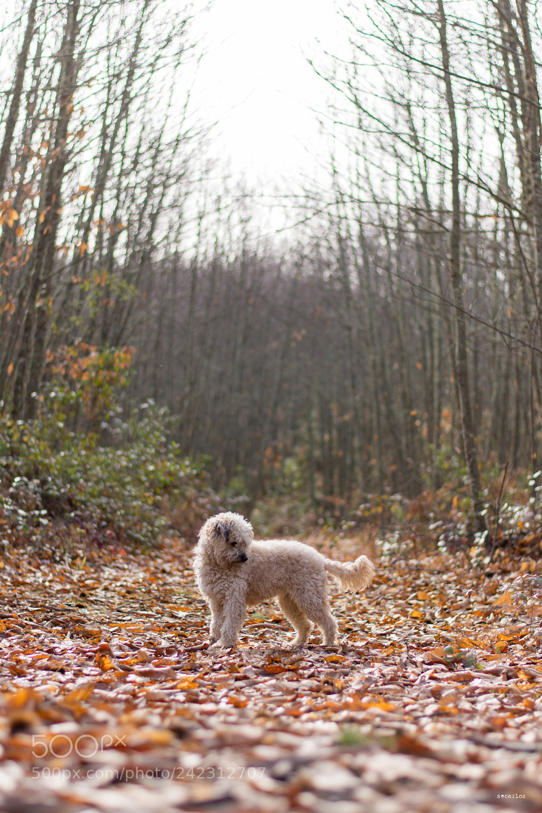 Nikon D7100 sample photo. Lana on the forrest photography