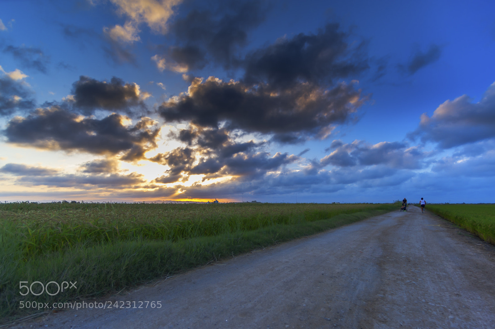 Nikon D3S sample photo. Campos de arroz photography