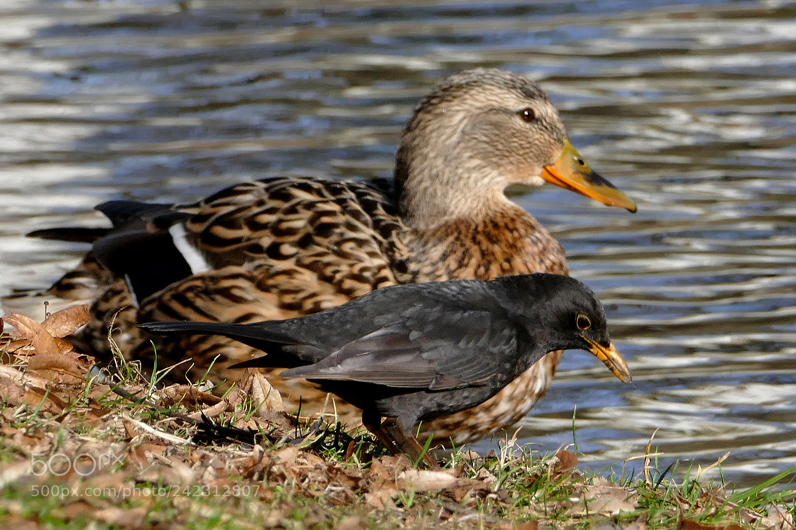 Panasonic Lumix DMC-FZ1000 sample photo. Treff am schlossteich photography