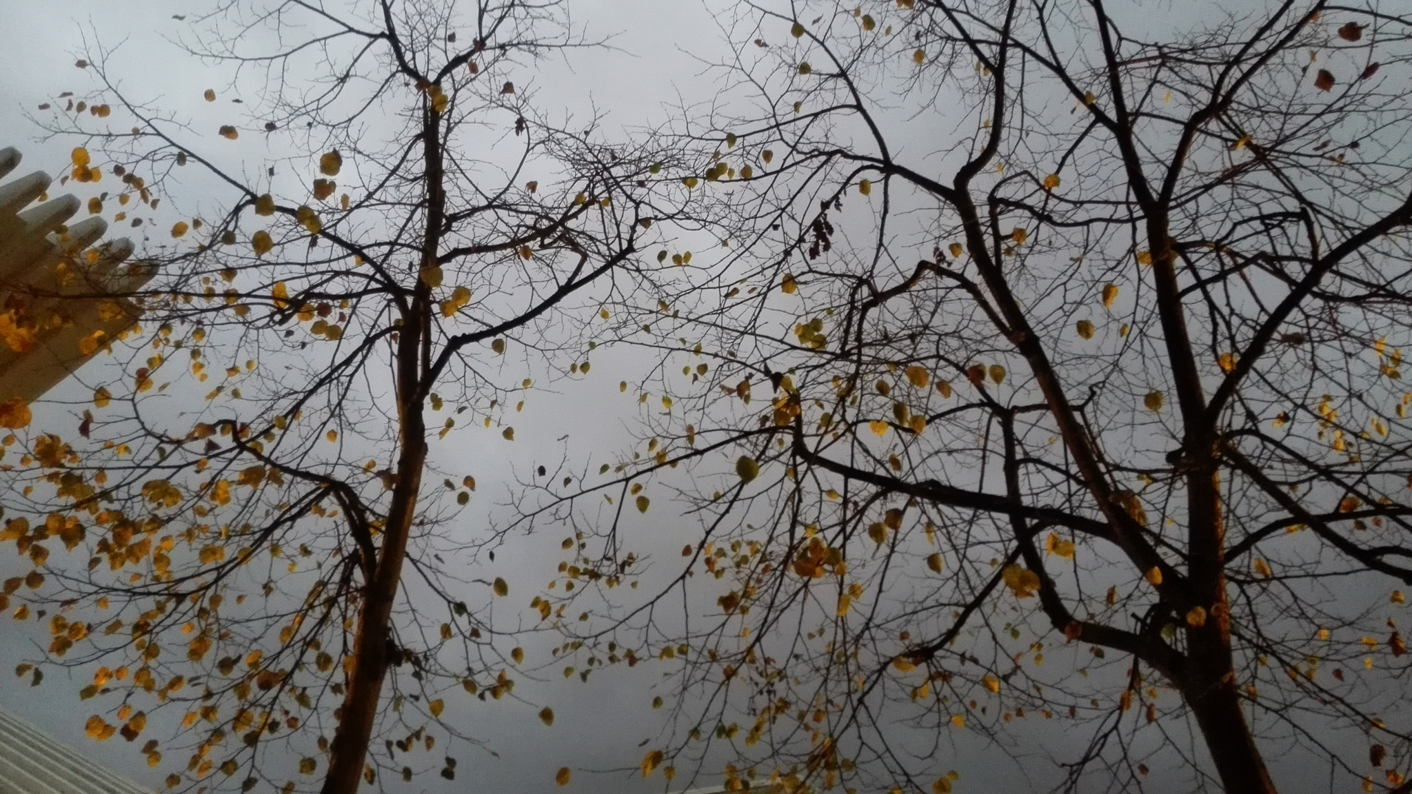 HUAWEI P7-L10 sample photo
