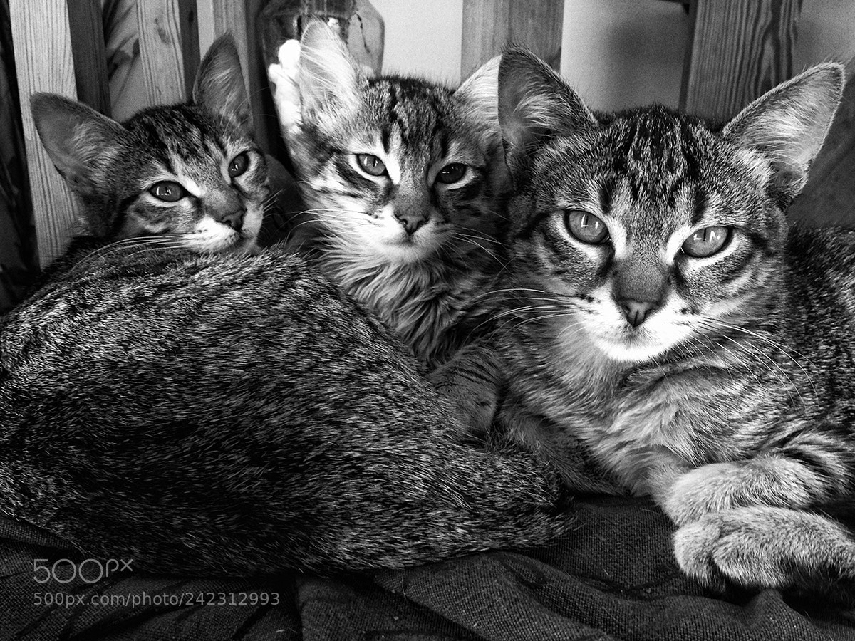 Apple iPhone 5c sample photo. Gatos photography