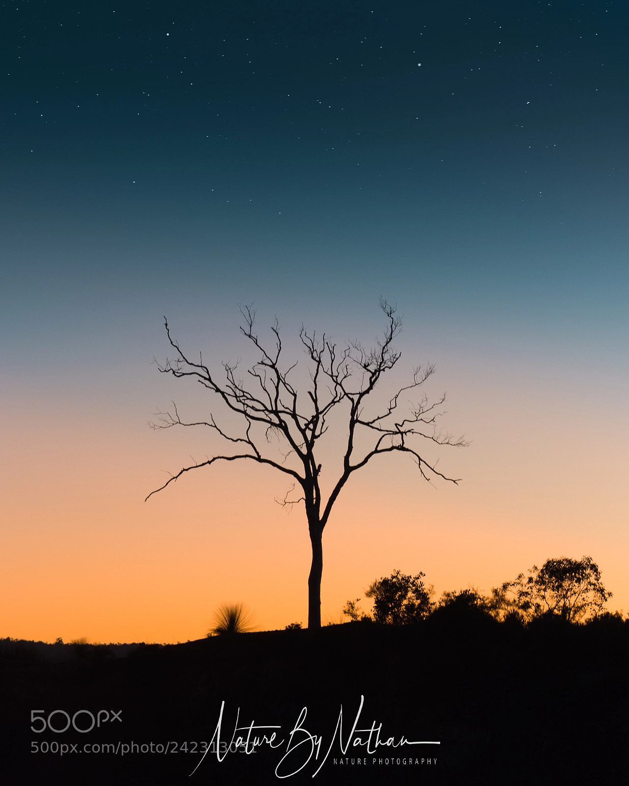 Nikon D7200 sample photo. Lonely tree at dawn photography
