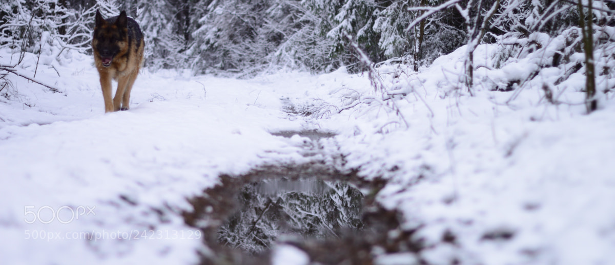 Nikon D3200 sample photo. Winter forest photography