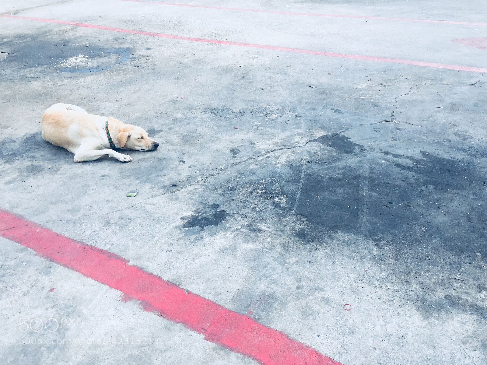 Apple iPhone 6 sample photo. Beautiful a dog so photography