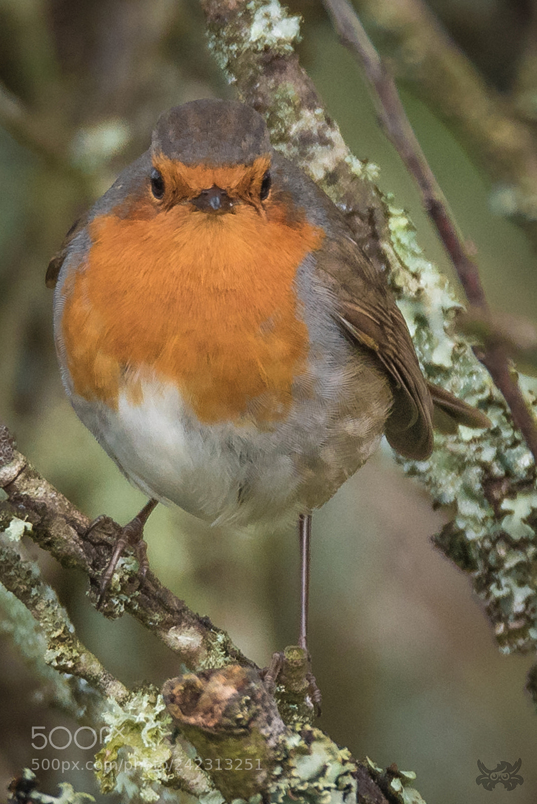 Nikon D810 sample photo. Angry bird! photography