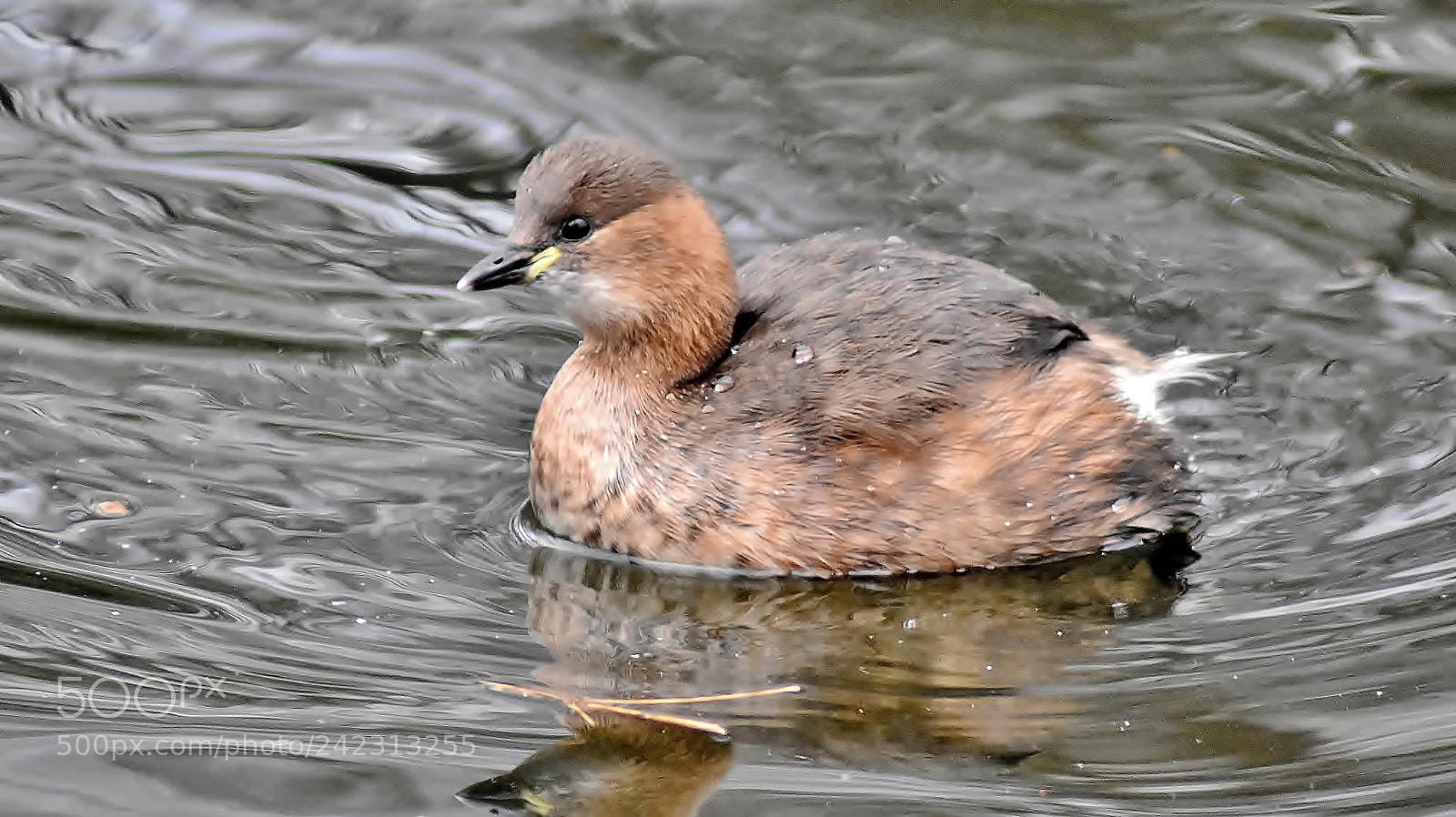 Nikon D3400 sample photo. Little grebe... photography