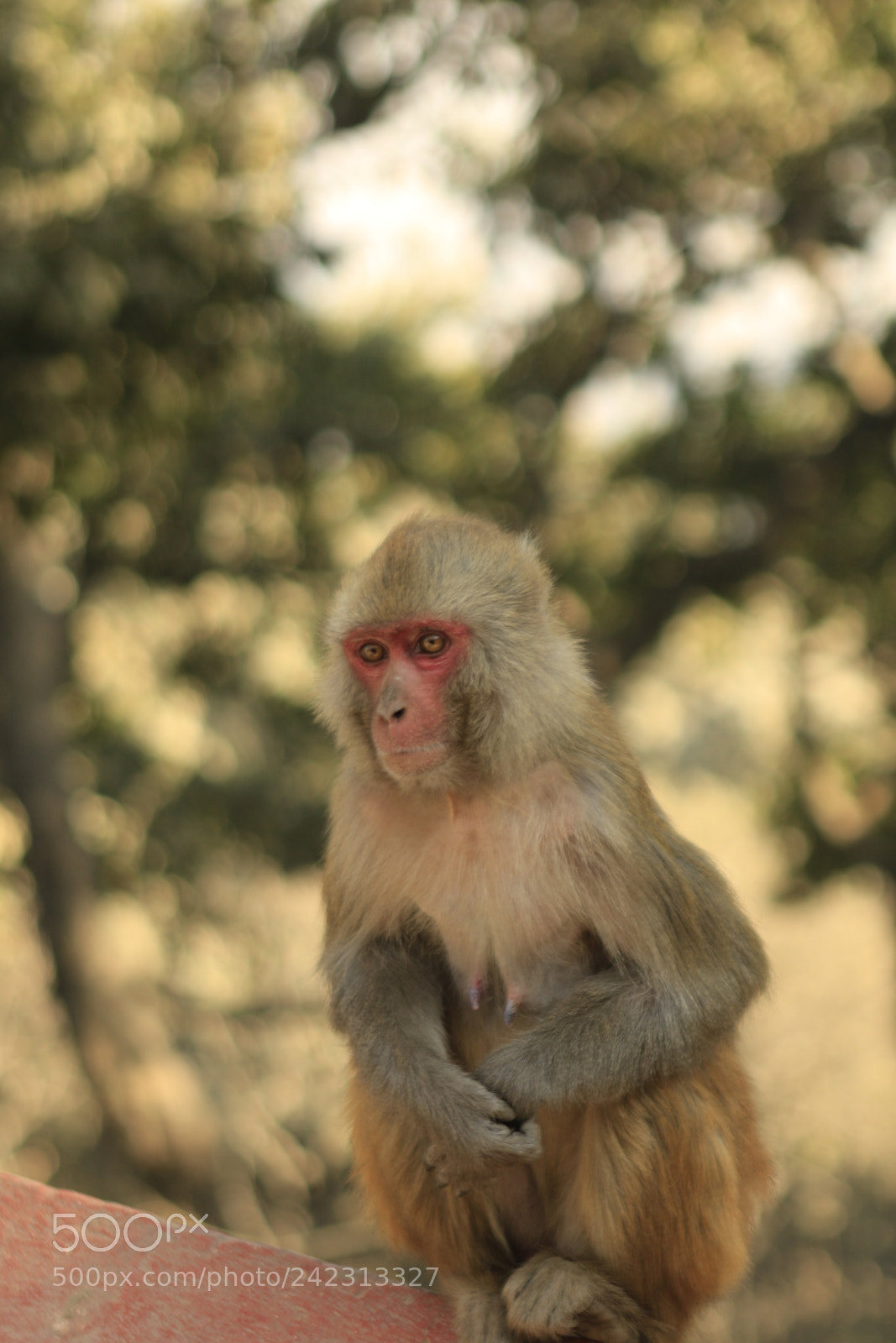 Canon EOS 7D Mark II sample photo. Monkey in the temple photography
