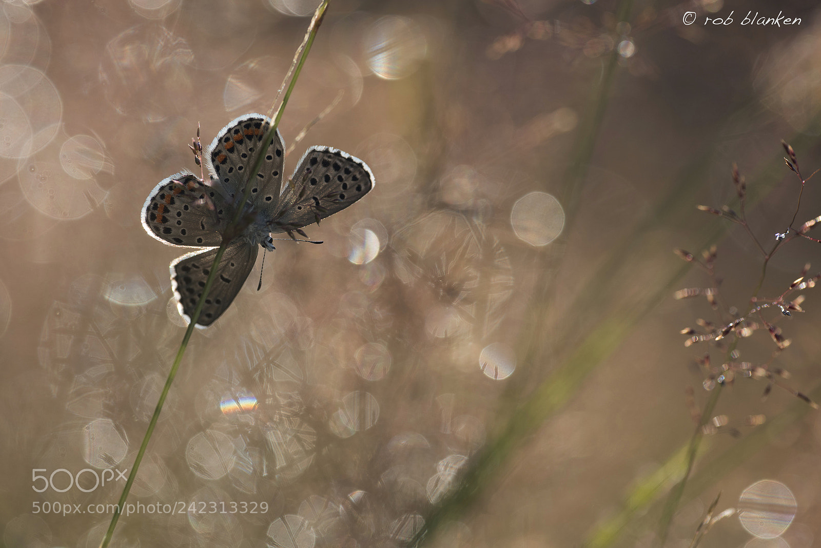 Nikon D810 sample photo. Blue photography