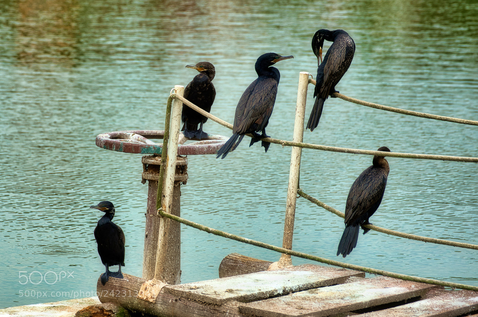 Nikon D750 sample photo. Black cormorants looking around photography