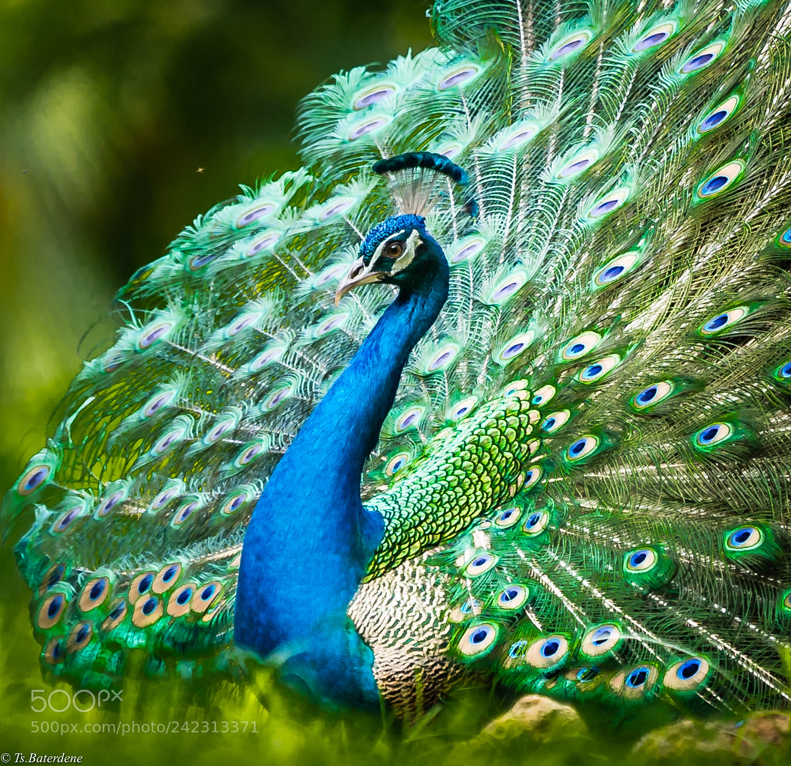 Sony a9 sample photo. Peacock photography