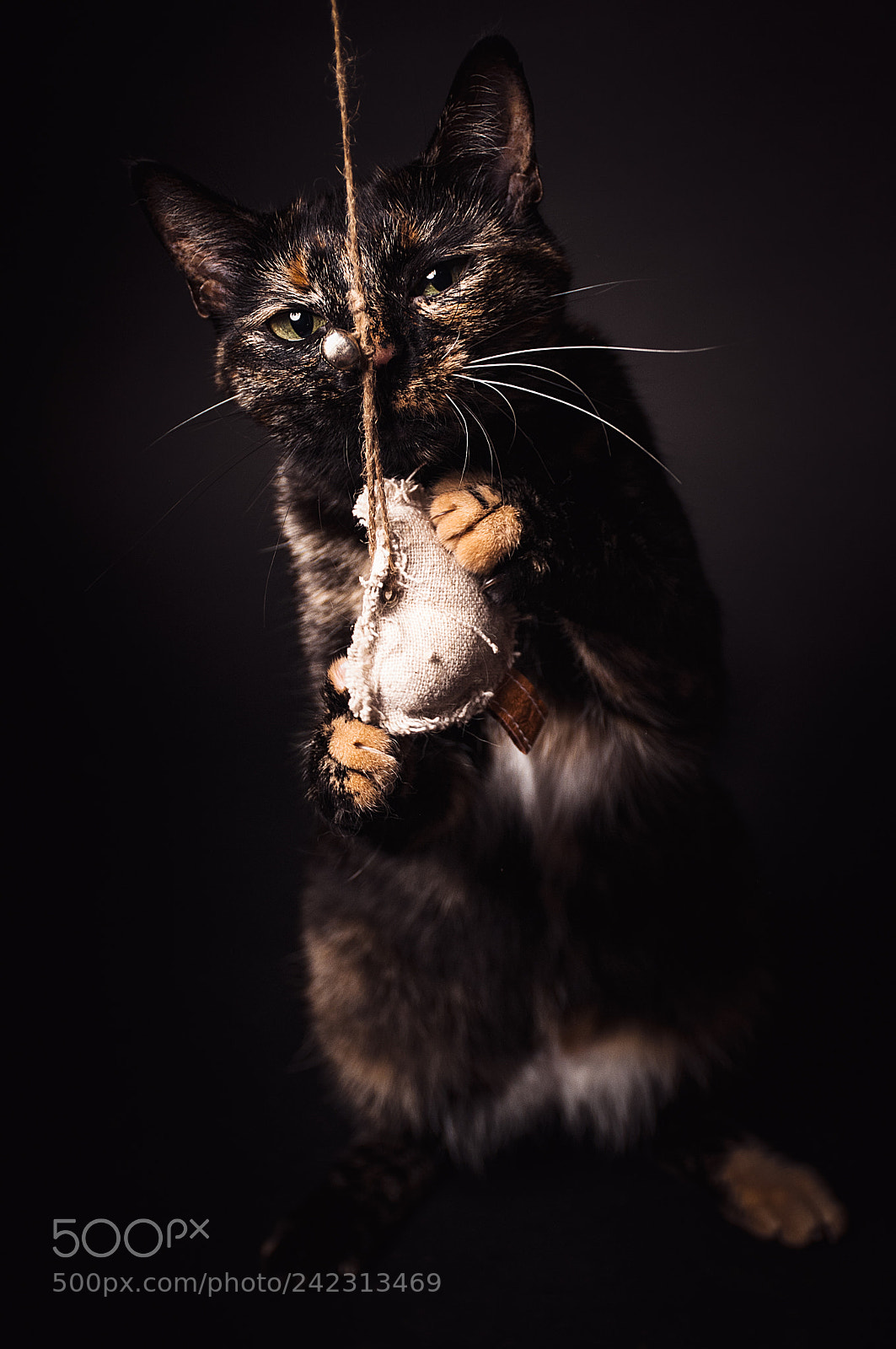 Nikon D300 sample photo. Guinness photography