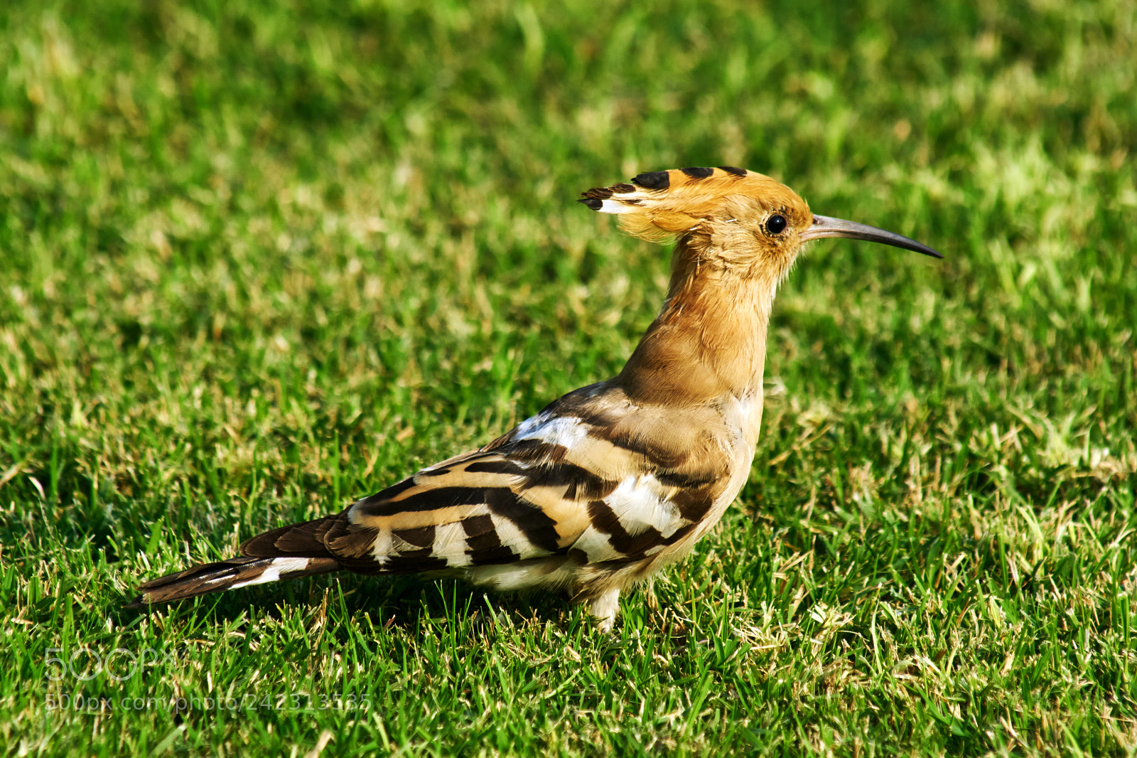 Sony ILCA-77M2 sample photo. Common hoopoe photography