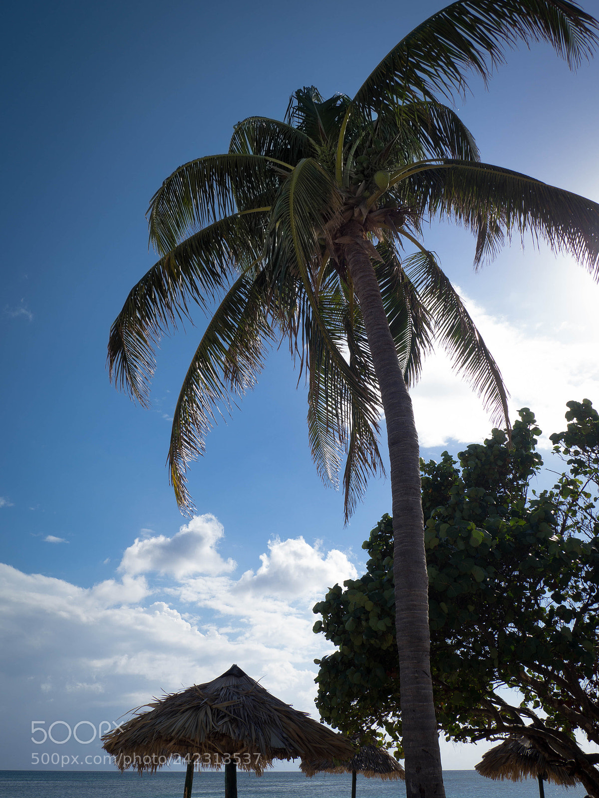 Olympus OM-D E-M10 II sample photo. Palm tree, playa anc photography