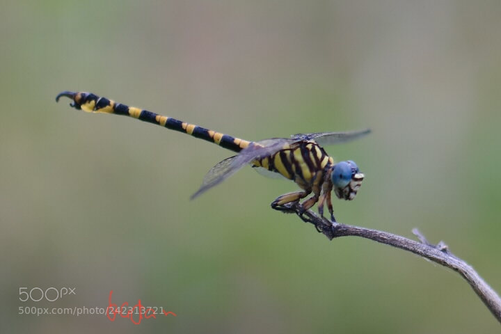 Samsung NX30 sample photo. Blue face tiger strip photography