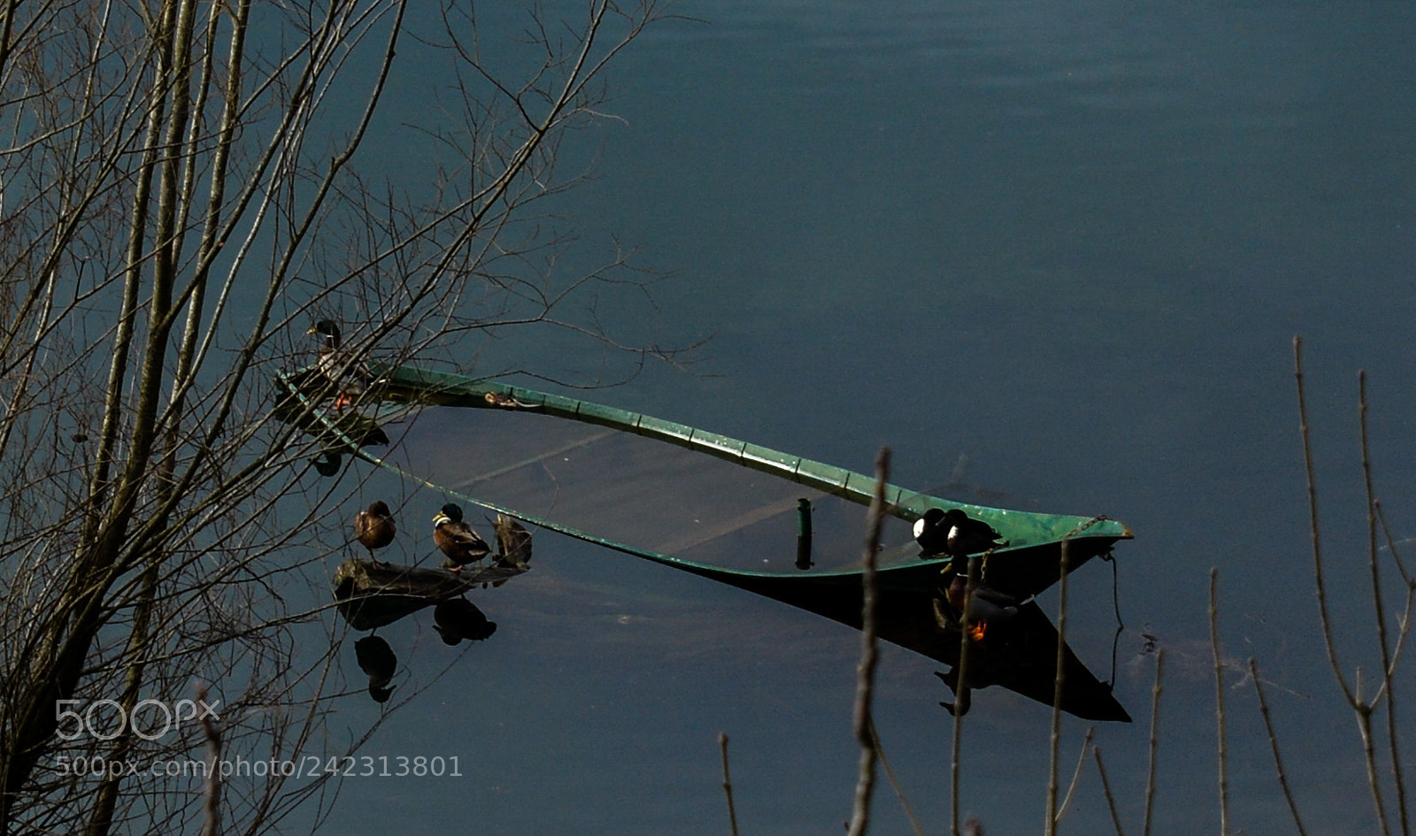 Nikon D7100 sample photo. Wild beauty photography