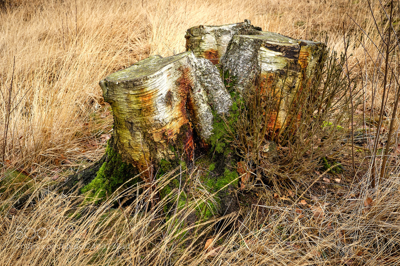 Fujifilm X-E2 sample photo. Once there was... photography