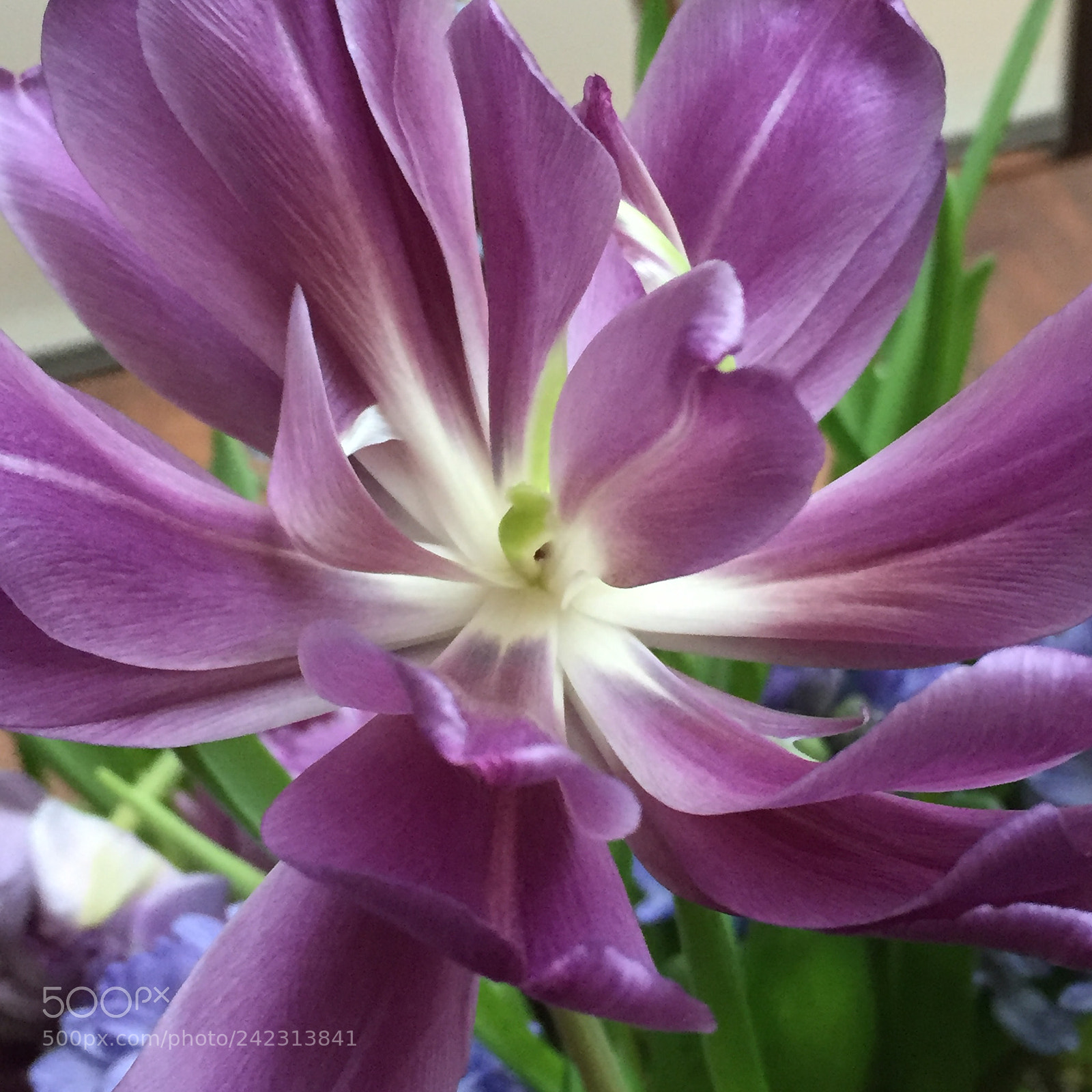 Apple iPhone 6 sample photo. Beautiful flower photography