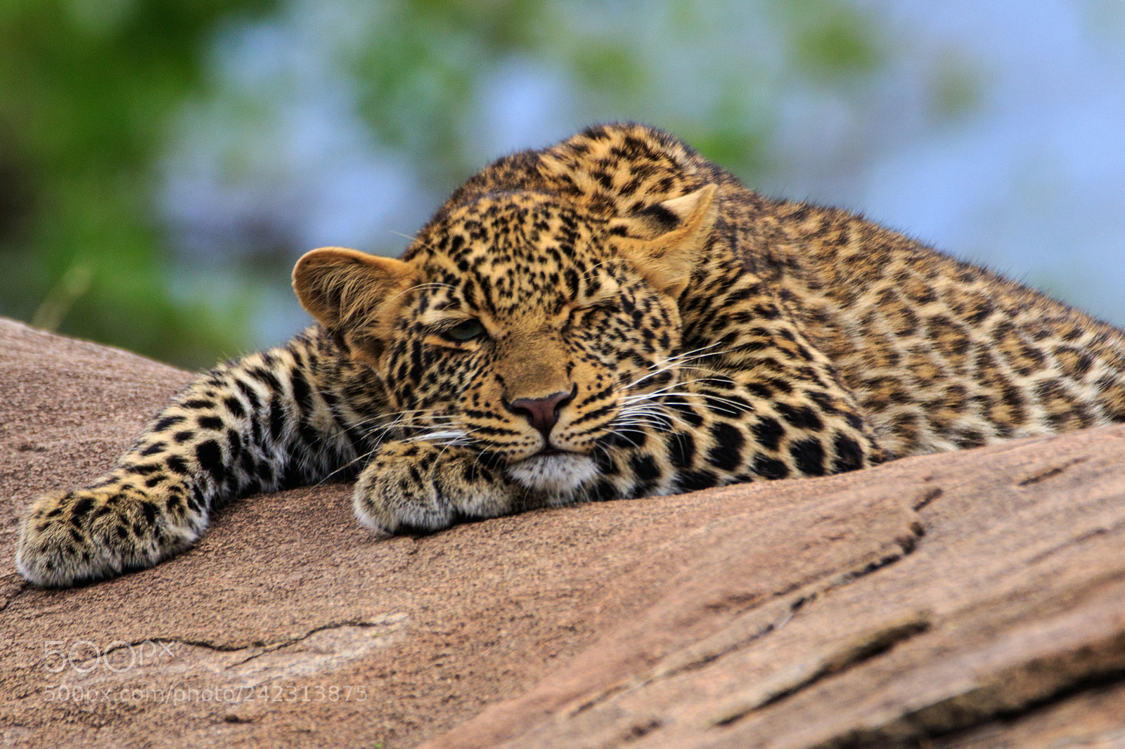 Canon EOS 7D Mark II sample photo. Tanzania - serengeti photography