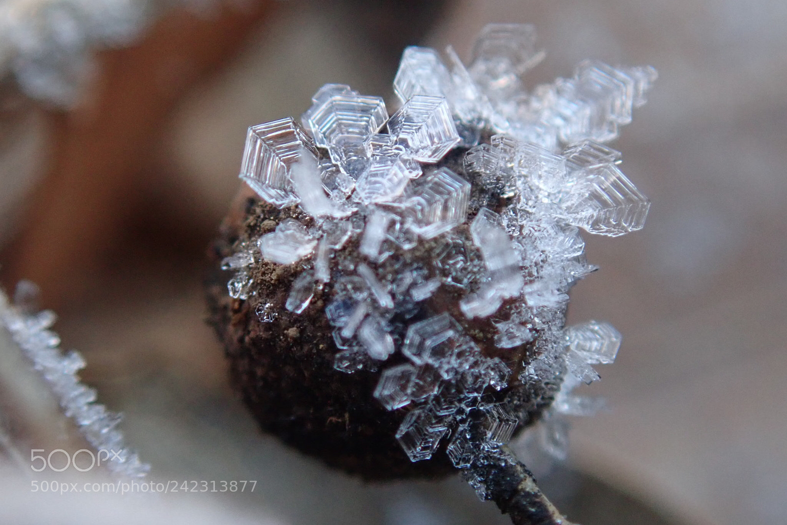Olympus TG-5 sample photo. Frost photography