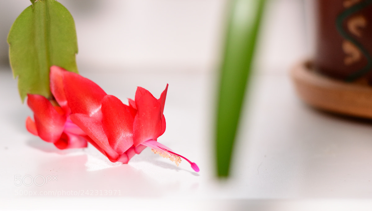 Nikon D3200 sample photo. Schlumbergera photography
