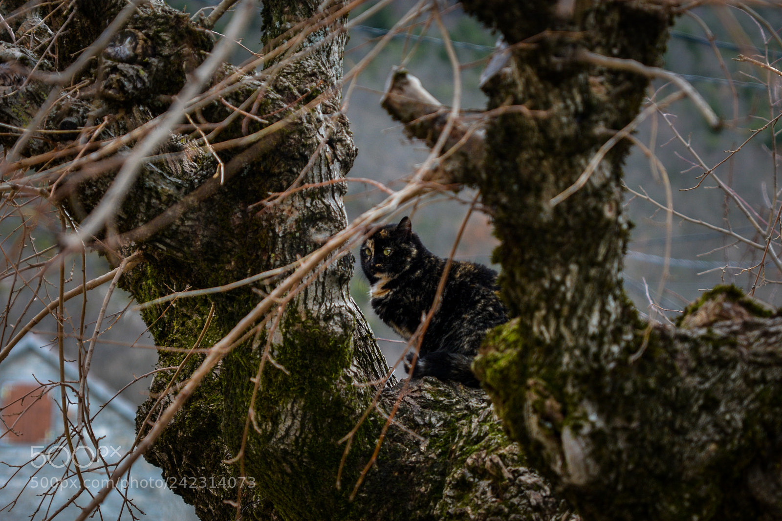 Nikon D7100 sample photo. Forgotten village cat photography